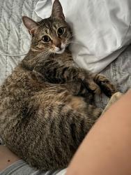 Reunited Female Cat last seen state road 6 and miramar pkwy, Miramar, FL 33023
