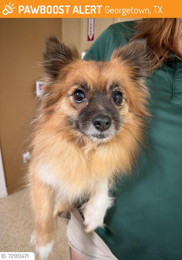 Found/Stray Female Dog last seen Near public pool on lake way Dr , Georgetown, TX 78628