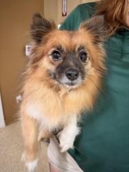 Found/Stray Female Dog last seen Near public pool on lake way Dr , Georgetown, TX 78628