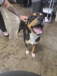 Found/Stray Male Dog last seen Sector 7 salon, Sacramento, CA 95815