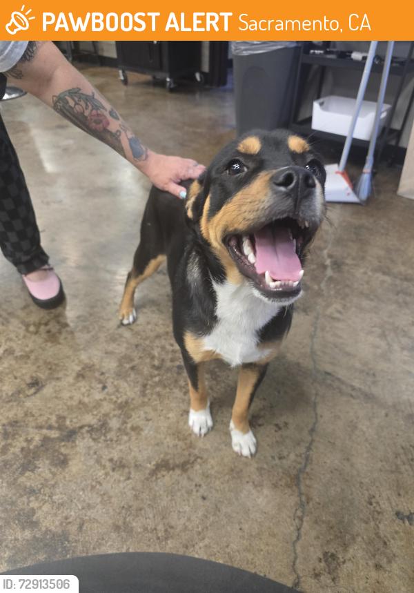 Found/Stray Male Dog last seen Sector 7 salon, Sacramento, CA 95815