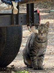 Reunited Unknown Cat last seen 14th Ave and Cranford neighborhood , Greeley, CO 80631