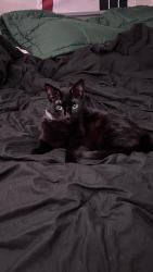 Lost Female Cat last seen An abandoned hse near W Jordan st, Pensacola, FL 32505