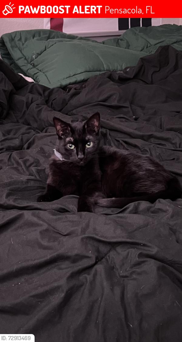 Lost Female Cat last seen An abandoned hse near W Jordan st, Pensacola, FL 32505