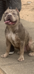 Lost Male Dog last seen Hambrick Rd, DeKalb County, GA 30083