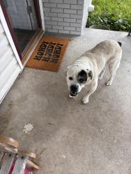 Found/Stray Male Dog last seen Valley mills & Camp dr, Waco, TX 76710