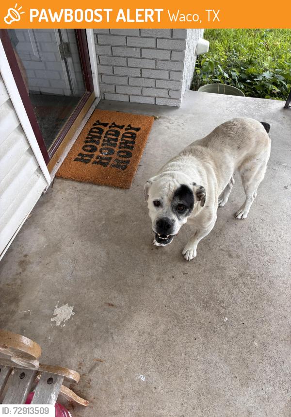 Found/Stray Male Dog last seen Valley mills & Camp dr, Waco, TX 76710