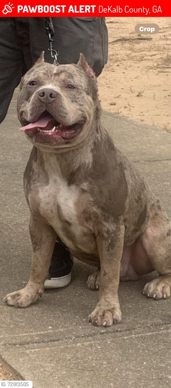 Lost Male Dog last seen Hambrick Rd, DeKalb County, GA 30083