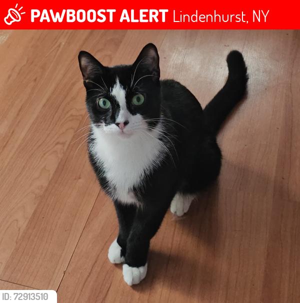 Lost Male Cat last seen N 6th st and W John st, Lindenhurst, NY 11757