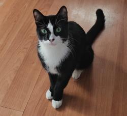 Lost Male Cat last seen N 6th st and W John st, Lindenhurst, NY 11757