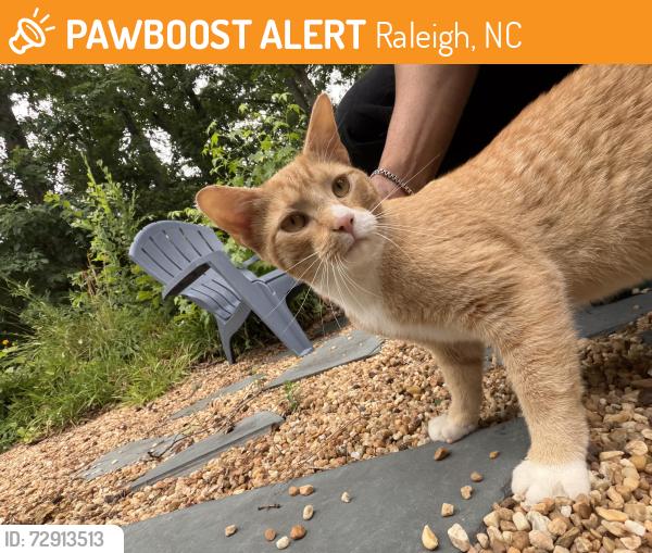 Found/Stray Male Cat last seen Enloe High School, Raleigh, NC 27610