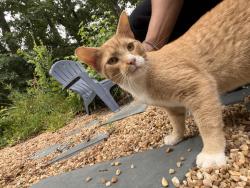 Found/Stray Male Cat last seen Enloe High School, Raleigh, NC 27610