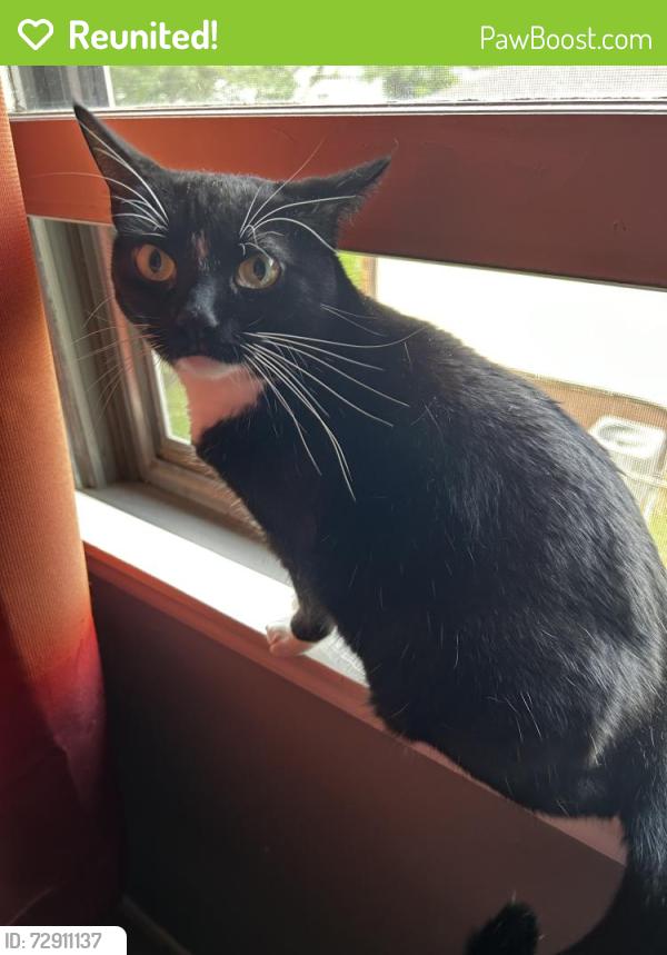 Reunited Female Cat last seen 88th Terr & North Oak, Kansas City, MO 64155