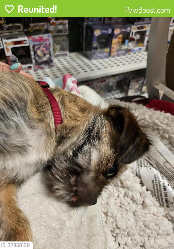 Reunited Male Dog last seen 95th pl and new England ave , Oak Lawn, IL 60453