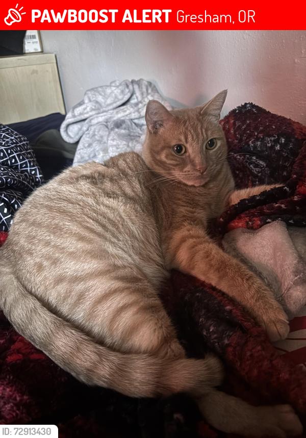 Lost Male Cat last seen Kane Wood apmts, Gresham, OR 97030