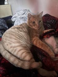 Lost Male Cat last seen Kane Wood apmts, Gresham, OR 97030