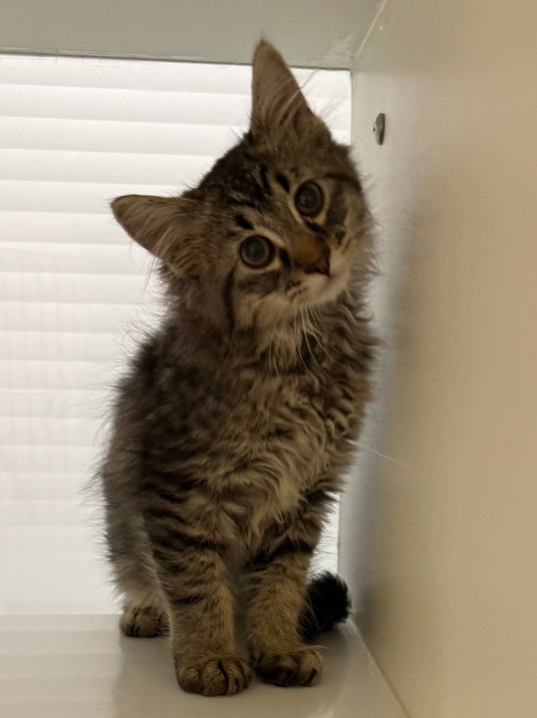 Shelter Stray Male Cat last seen Midwest City, Oklahoma City, OK 73110