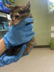 Shelter Stray Female Cat last seen Out of Town, Burnsville, NC 28714