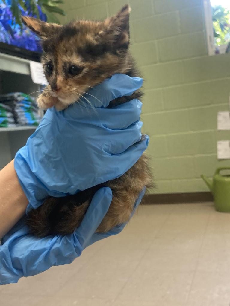 Shelter Stray Female Cat last seen Out of Town, Burnsville, NC 28714