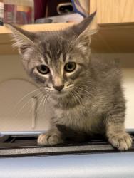 Shelter Stray Male Cat last seen Midwest City, Oklahoma City, OK 73110