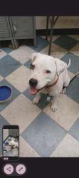 Reunited Unknown Dog last seen Near N Federal Hwy, Pompano Beach, FL 33062, USA, Pompano Beach, FL 33062
