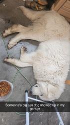 Found/Stray Female Dog last seen Open garage, Berea, KY 40403