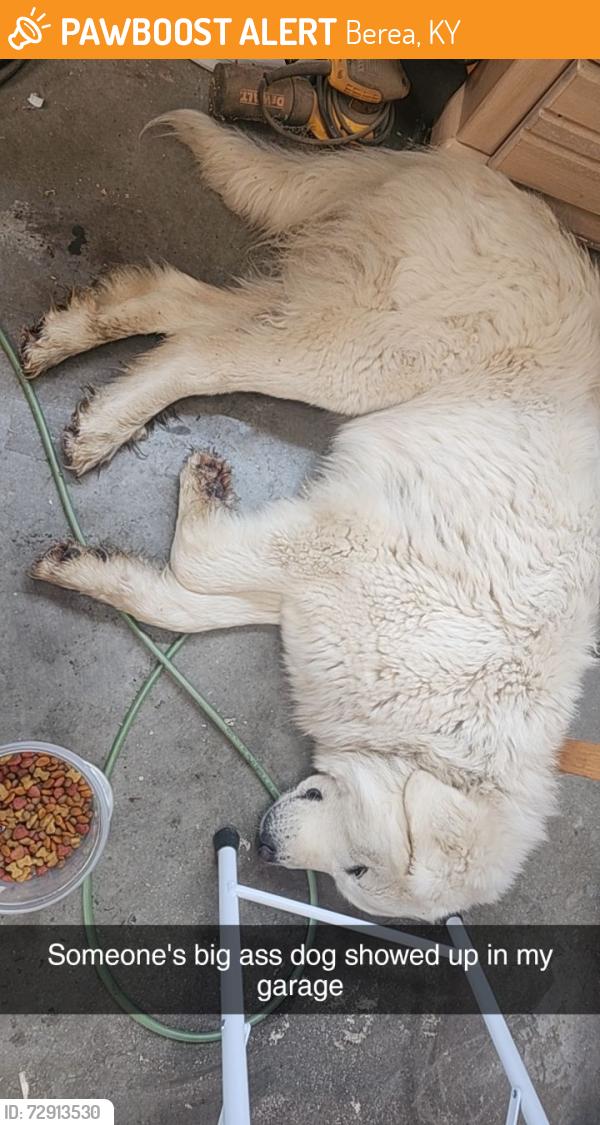 Found/Stray Female Dog last seen Open garage, Berea, KY 40403