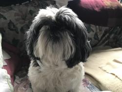 Lost Female Dog last seen Browns Mill Rd, Lascassas, TN 37085