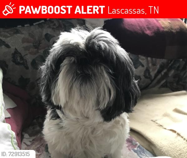 Lost Female Dog last seen Browns Mill Rd, Lascassas, TN 37085