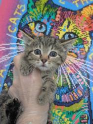 Shelter Stray Female Cat last seen Bexar County, New Braunfels, TX 78130