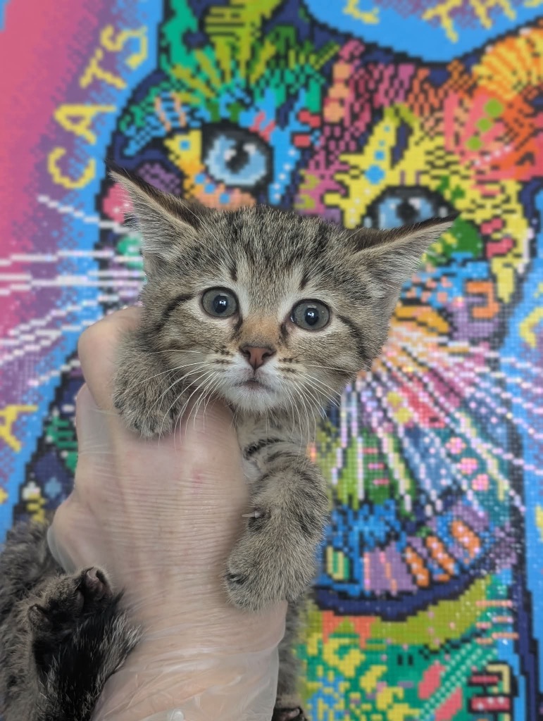 Shelter Stray Female Cat last seen Bexar County, New Braunfels, TX 78130