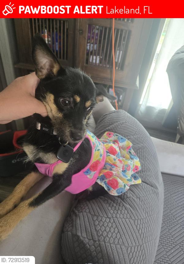 Lost Female Dog last seen Near arlington river dr, Lakeland, FL 33811