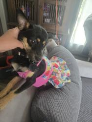 Lost Female Dog last seen Near arlington river dr, Lakeland, FL 33811