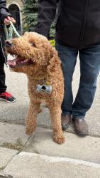 Reunited Male Dog last seen Countryside and goreway area, Brampton, ON L6P