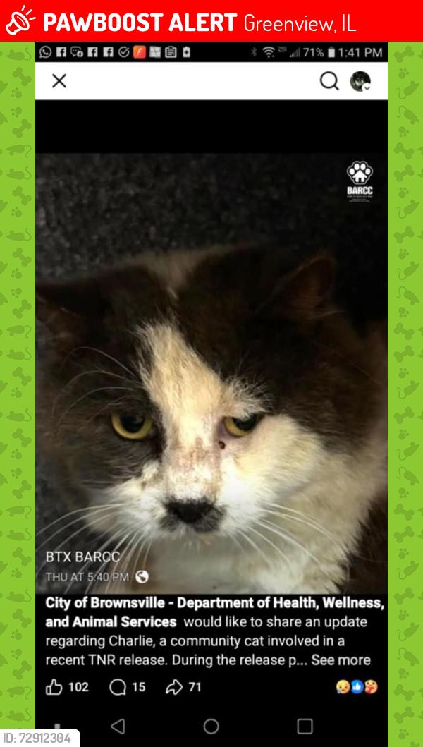 Lost Male Cat last seen 5th. , Greenview, IL 62642