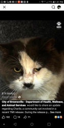 Lost Male Cat last seen 5th. , Greenview, IL 62642