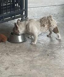 Reunited Female Dog last seen woodcrest dr somerset tx 78069, Atascosa County, TX 78069