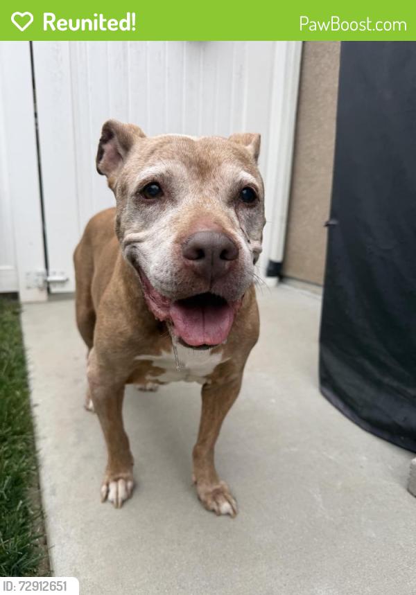 Reunited Female Dog last seen Milan / Amador, Westminster, CA 92683