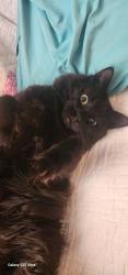 Lost Male Cat last seen Maple Ave, Newark, NY 14513