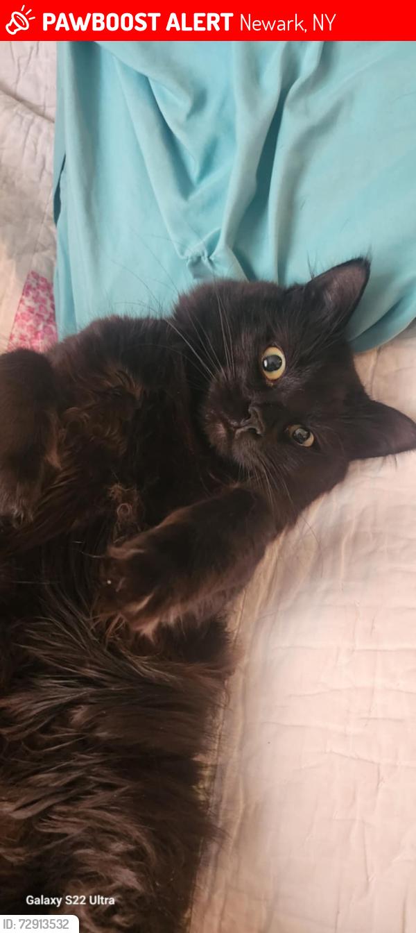 Lost Male Cat last seen Maple Ave, Newark, NY 14513