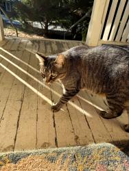 Found/Stray Male Cat last seen oakmont terrace and rash rd , Asheville, NC 28806