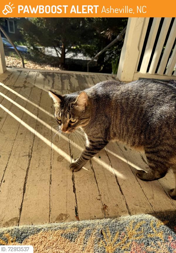 Found/Stray Male Cat last seen oakmont terrace and rash rd , Asheville, NC 28806