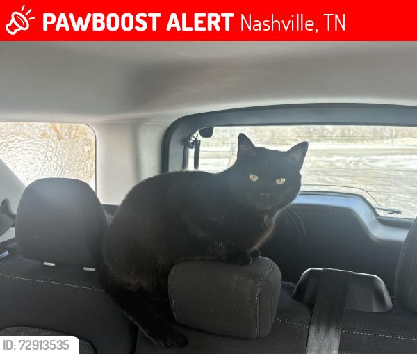 Lost Female Cat last seen Near Heiman St, Nashville, TN 37208