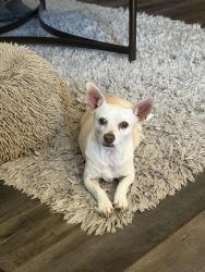 Reunited Female Dog last seen Hazelwood/Colton Ave, Mentone, CA 92374