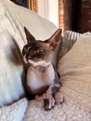 Reunited Female Cat last seen Howe rd, Martinez, CA 94553