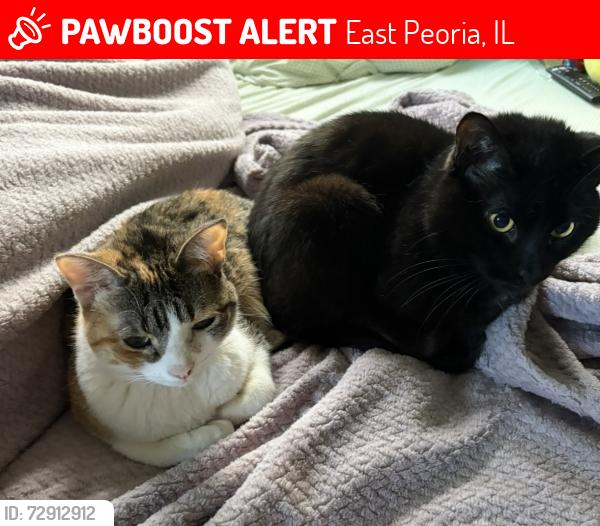 Lost Unknown Cat last seen EPHS, East Peoria, IL 61611