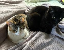 Lost Unknown Cat last seen EPHS, East Peoria, IL 61611
