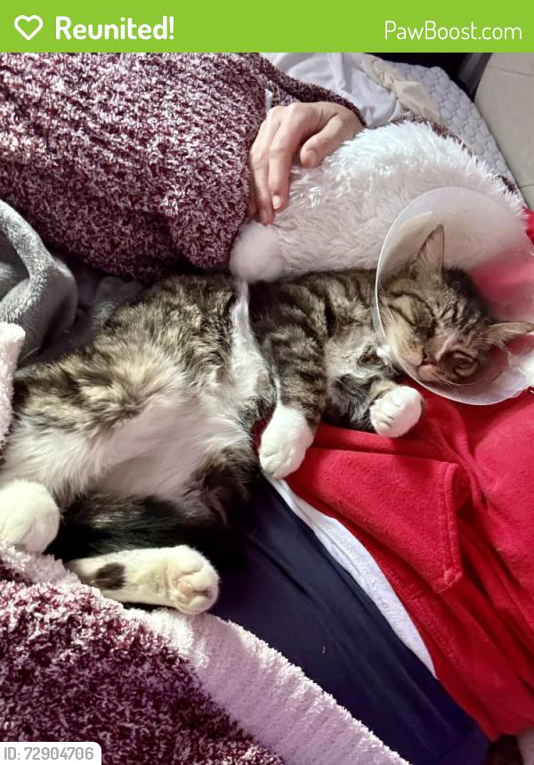 Reunited Male Cat last seen clbh Rd And Turf , Virginia Beach, VA 23452