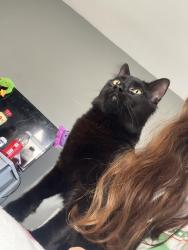 Lost Male Cat last seen By yatesville bus station  , Pittston, PA 18640