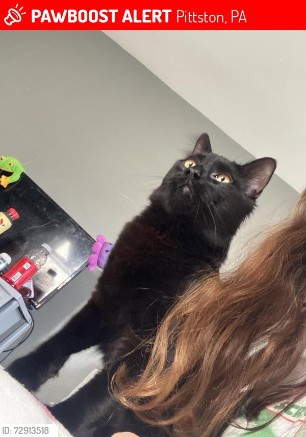 Lost Male Cat last seen By yatesville bus station  , Pittston, PA 18640